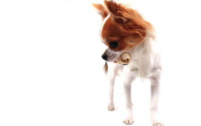 Long-haired chihuahua holding bone and looking down at text