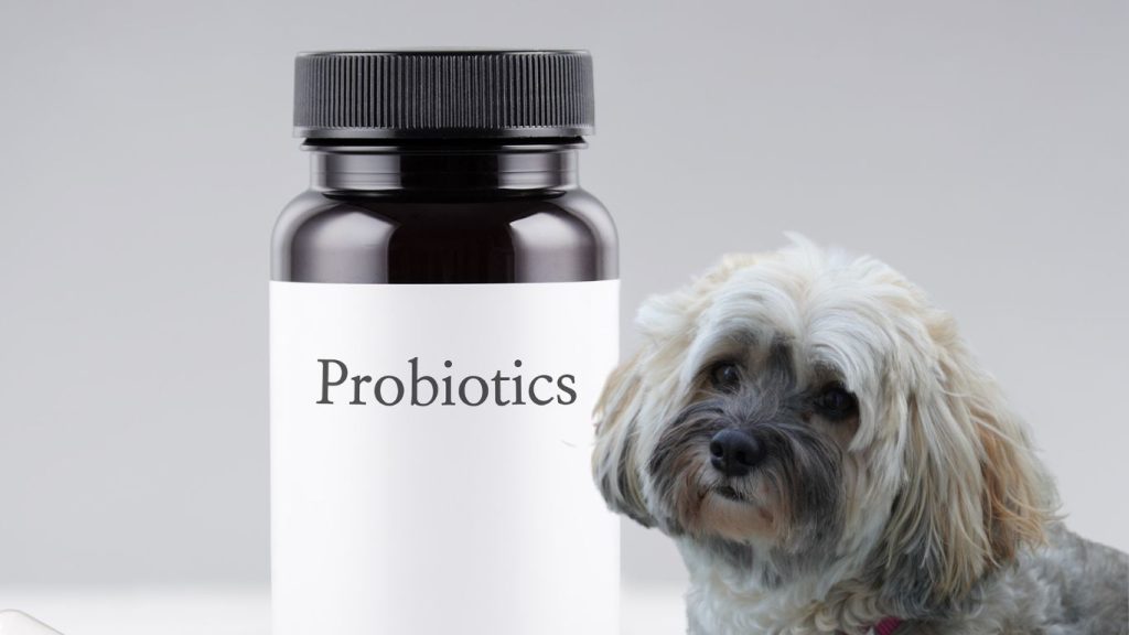 Generic Probiotic bottle with grey and cream Havanese next to it