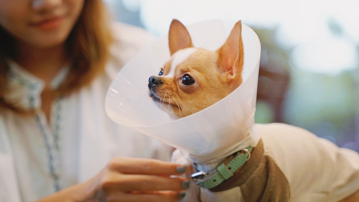 young chihuahua in plastic "cone of shame"