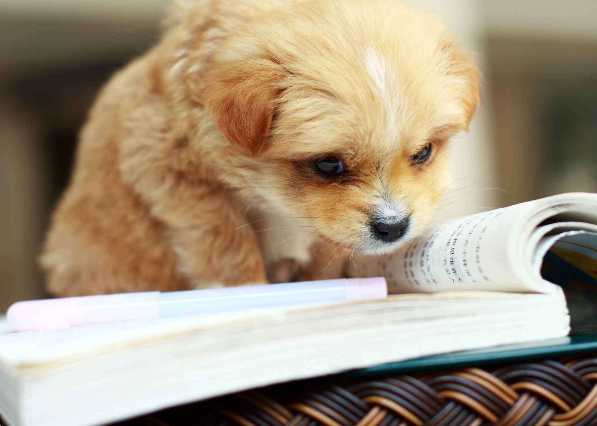 Cream colored small breed puppy with white blaze on forehead crawling on open textbook