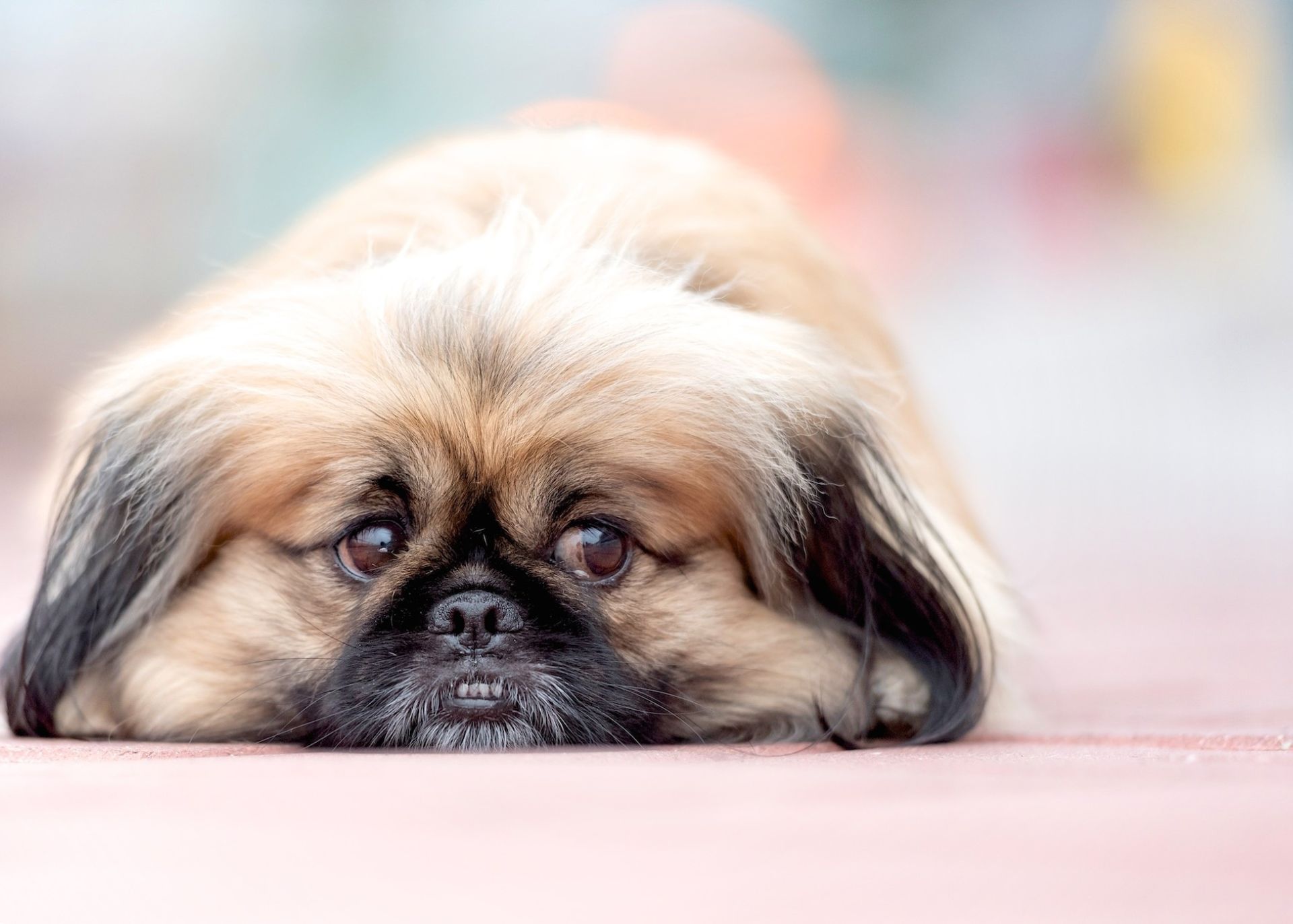 Pekinese laying on floor with head down and looking a little sad