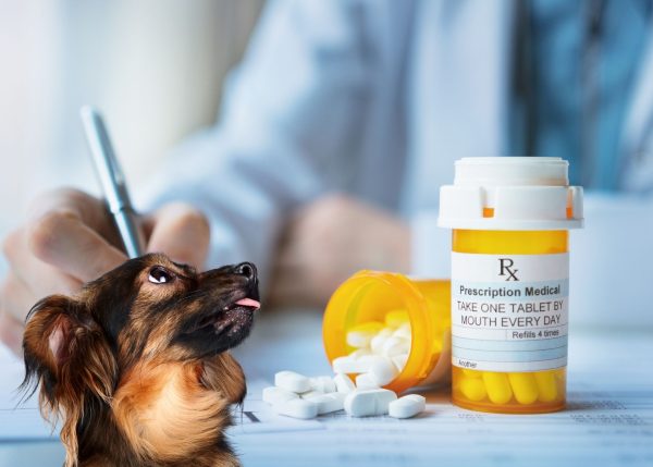 Prescription pill bottles and spilled pills with small dog in foreground sticking out his tongue