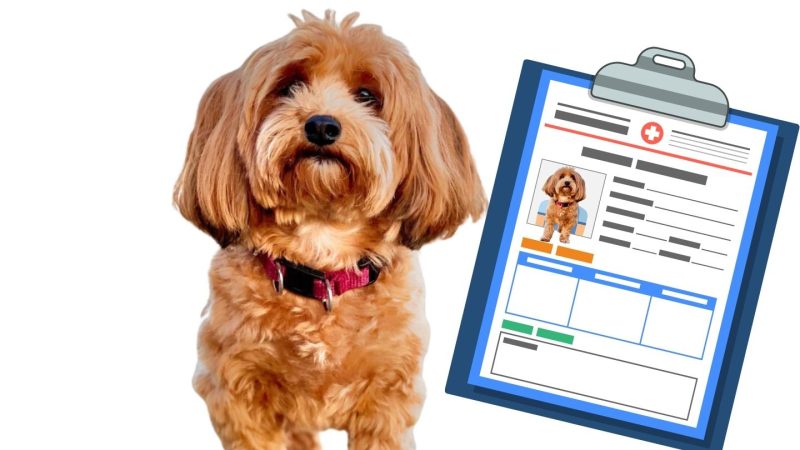 Red havanese next to checklist of medical documents