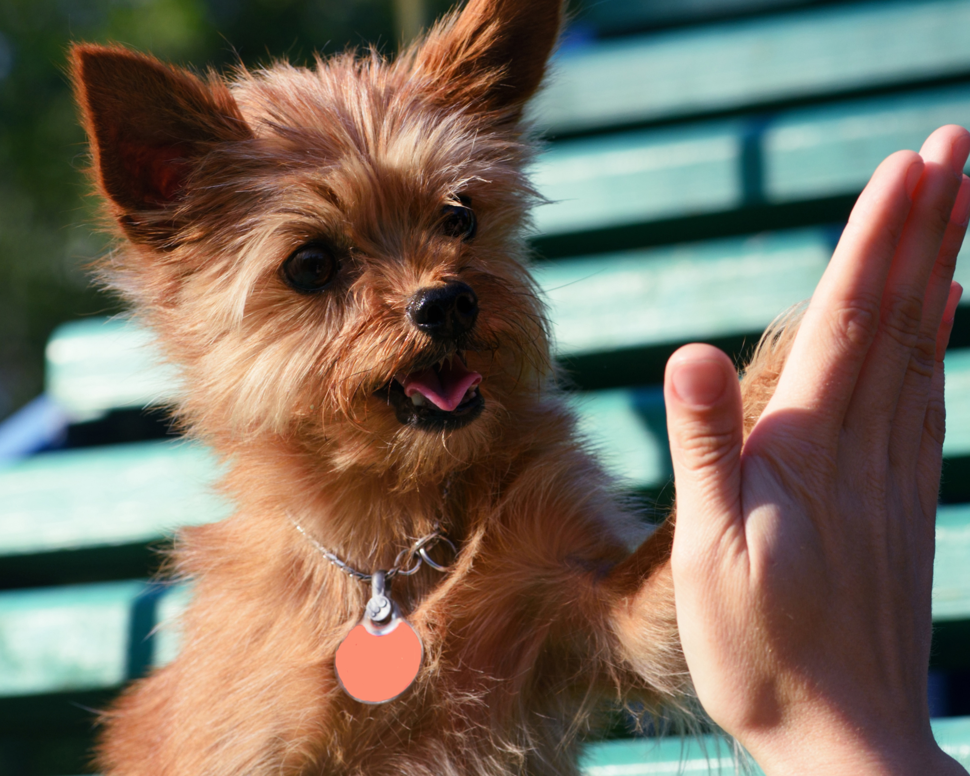 Small brown terrier giving high five to human hand