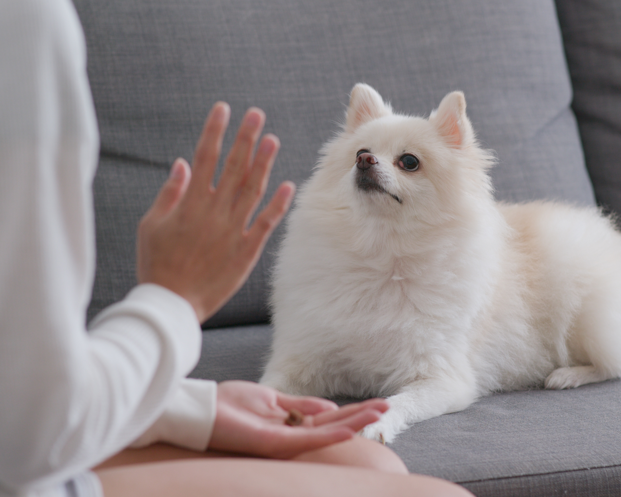 Small fluffy white dog on grey sofa watching female hands hiding treat