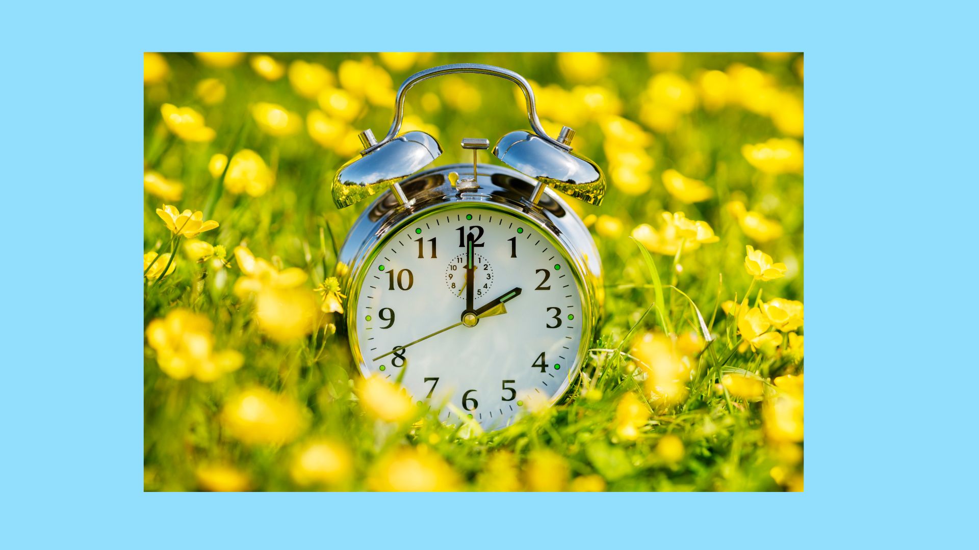 Retro alarm clock in field of yellow flowers