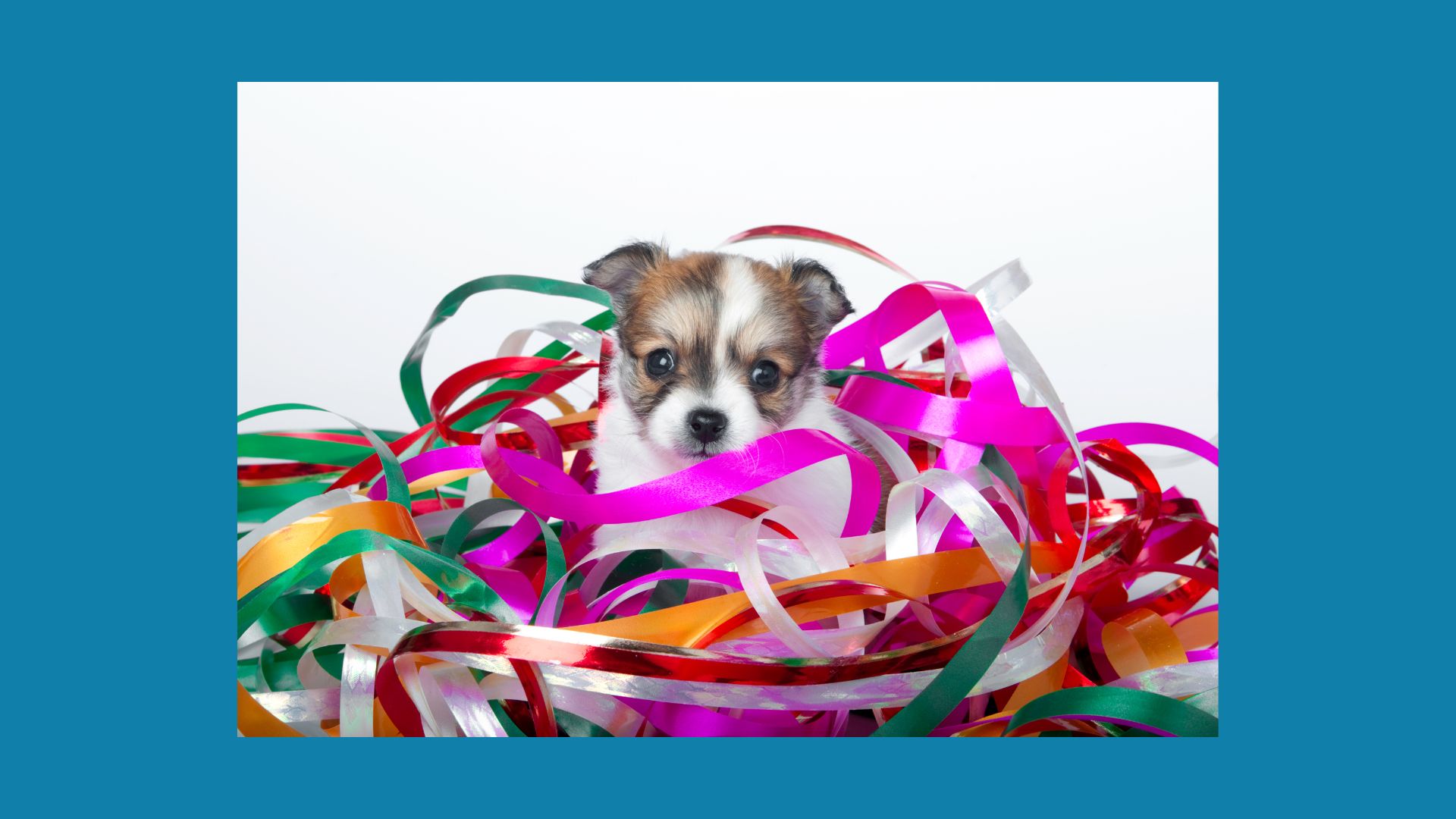Puppy peeking out from tangle of bright ribbons of many colors