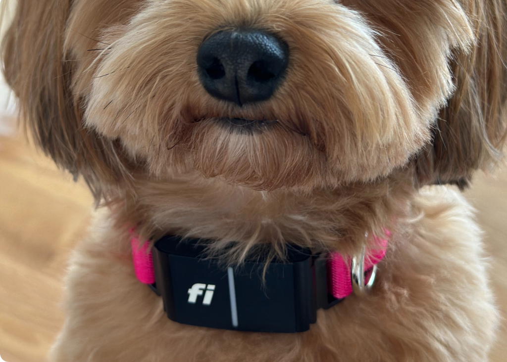 Review: Using the Fi Collar for Small Dogs