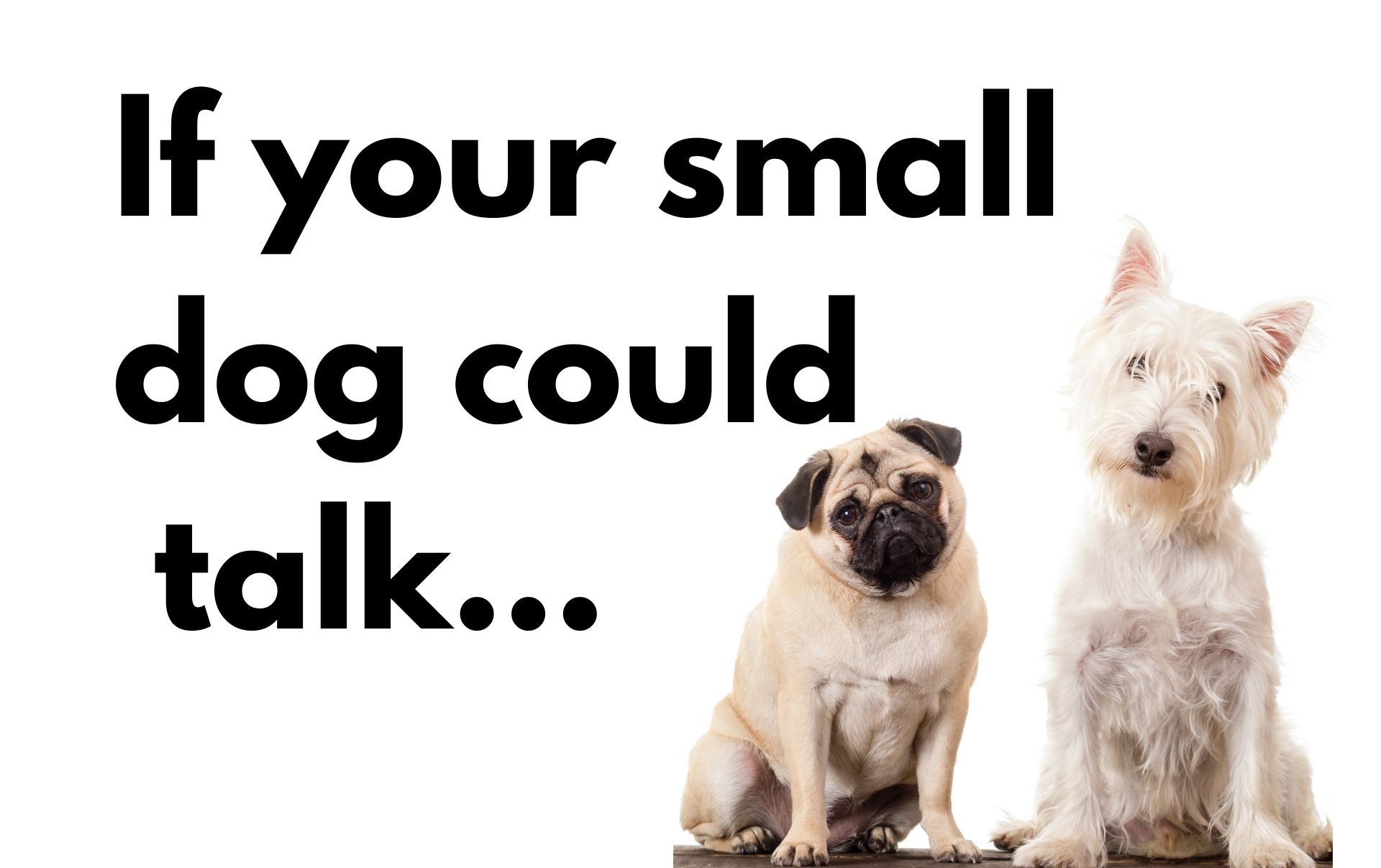 Westie and pug look like talking dogs with words "if your small dog could talk..."