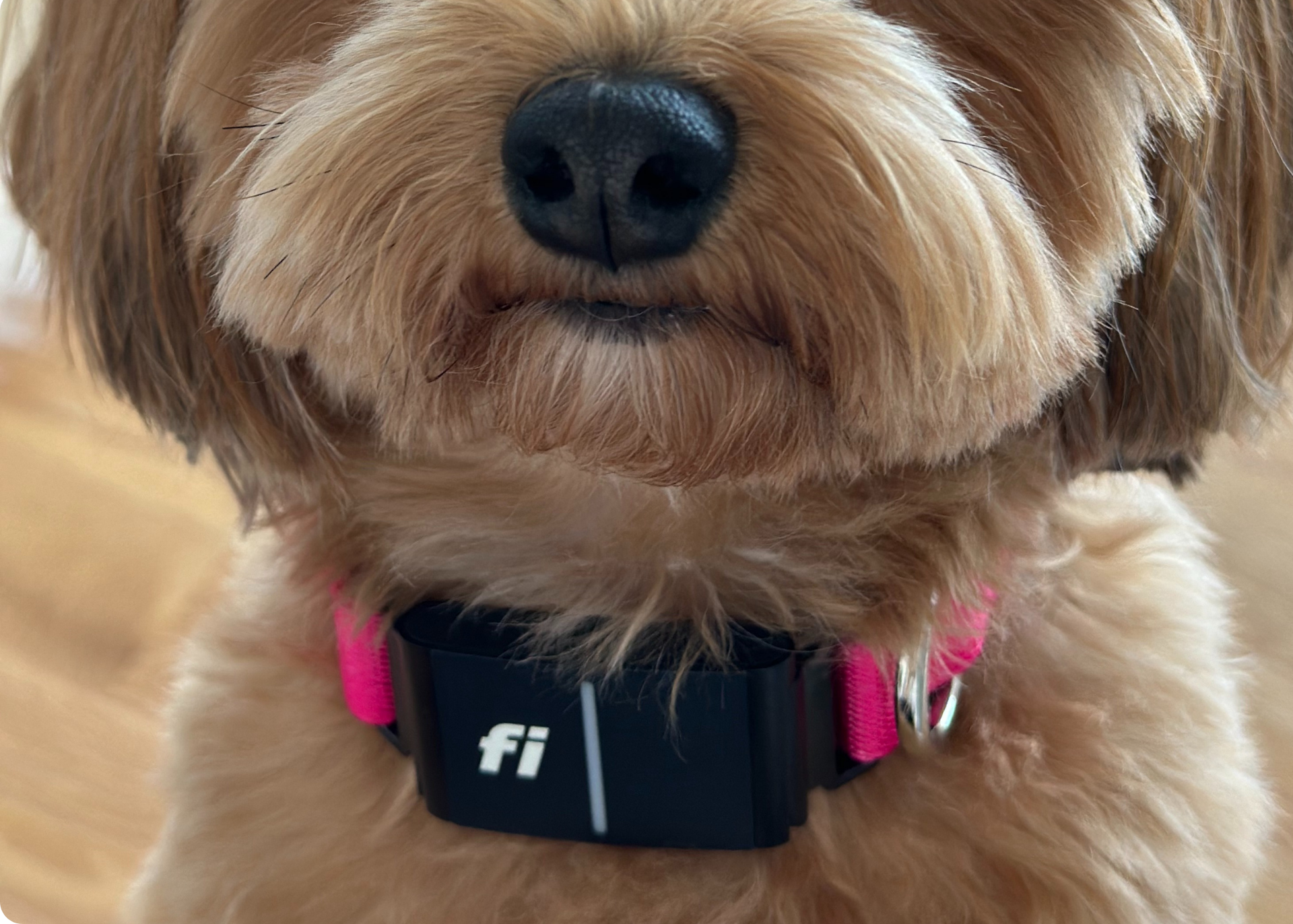 Close up of Fi GPS device on pink collar, worn by red Havanese. Shows only snout and neck.