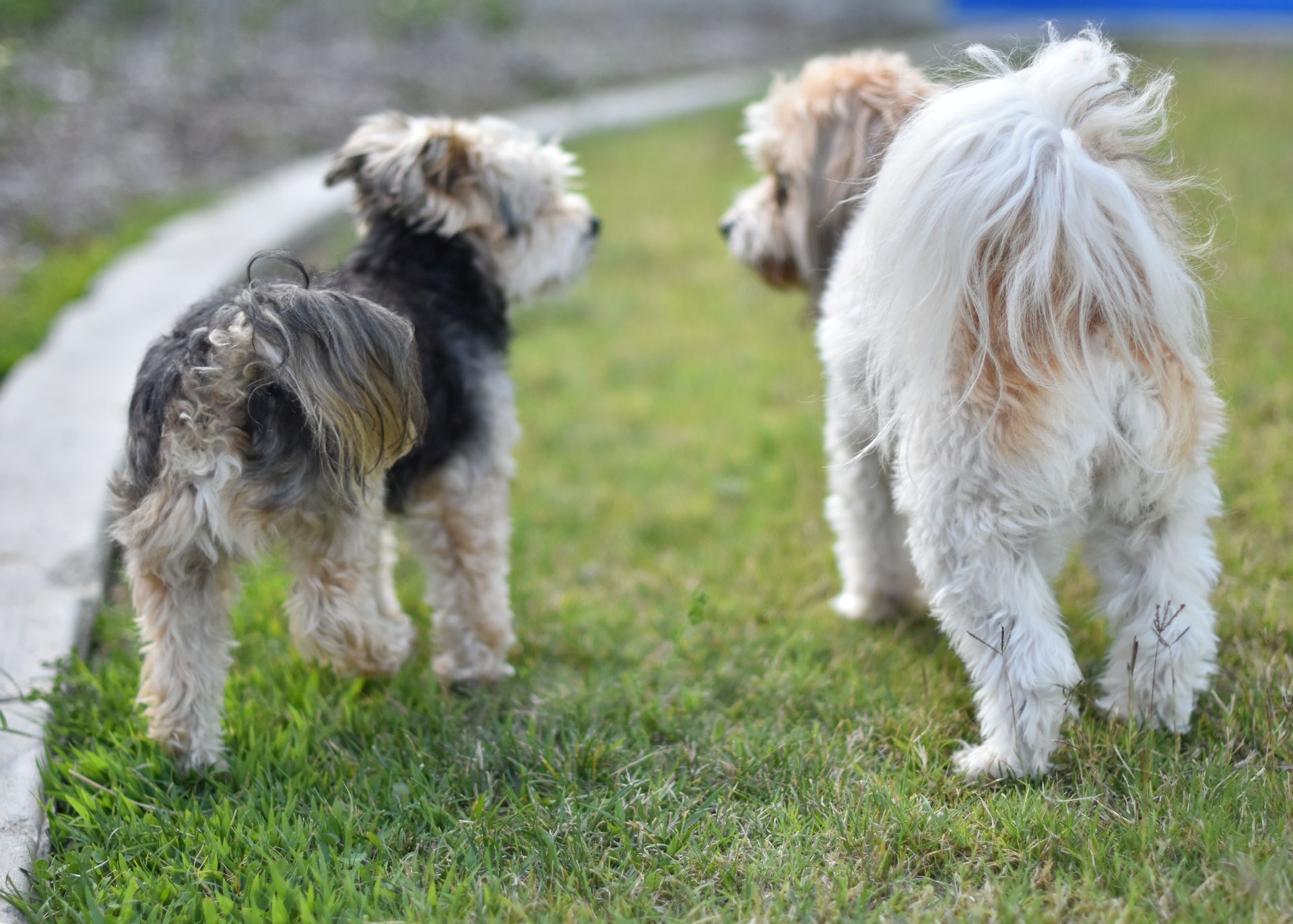Small terrier and Havanese or Shih Tzu pictured from rear and about to greet each other on grassy lawn