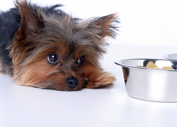 Depressed looking Yorkie laying down and staring unhappily at his stainless steel bowl with kibble