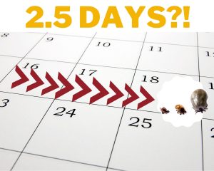 Calendar with arrows to ticks in states of engorgement and 2.5 days written at top