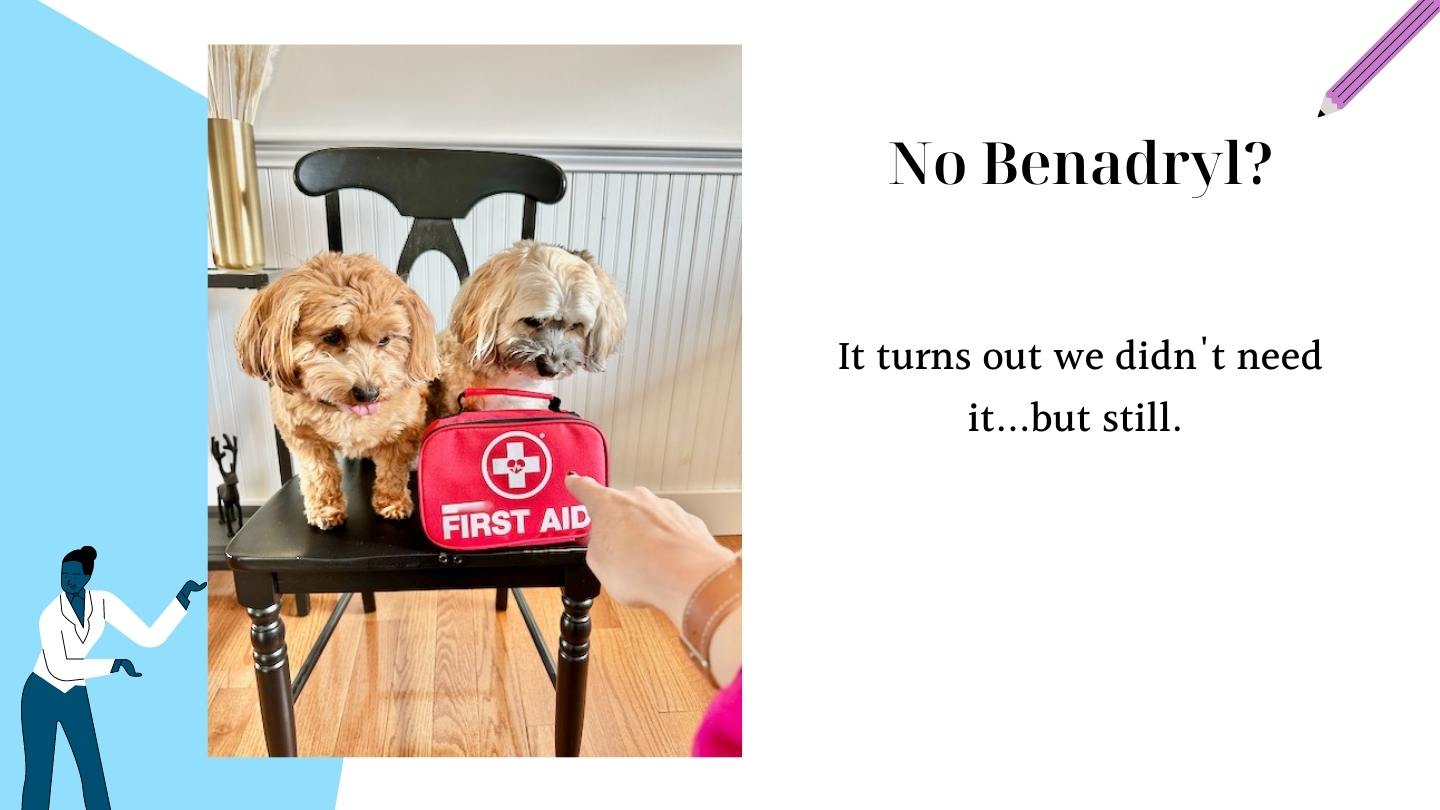 Two havanese on chair looking at first aid kit with woman's hand pointing at kid