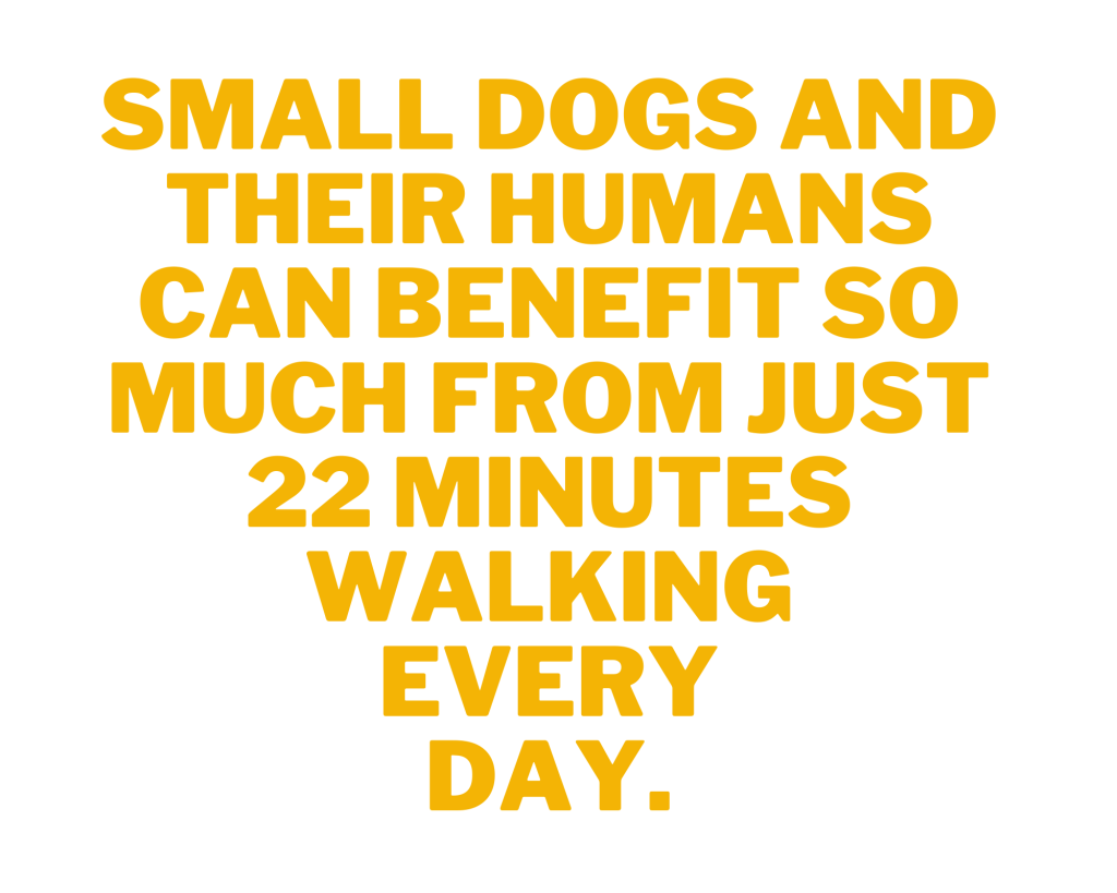 text box saying "small dogs and their humans can benefit from 22 minutes of walking every day"