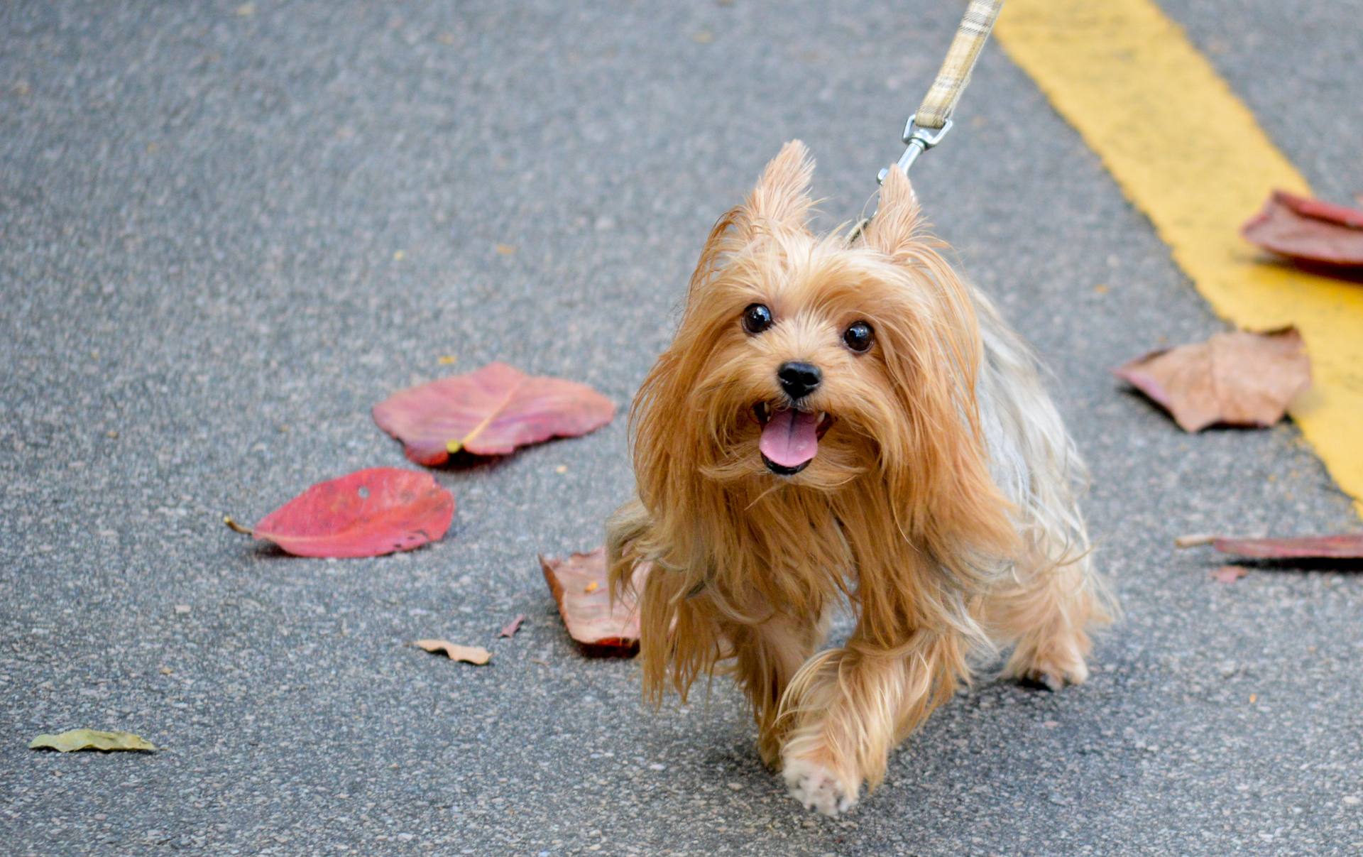 Happy yorkie on leash walking toward camera with fall leaves on ground