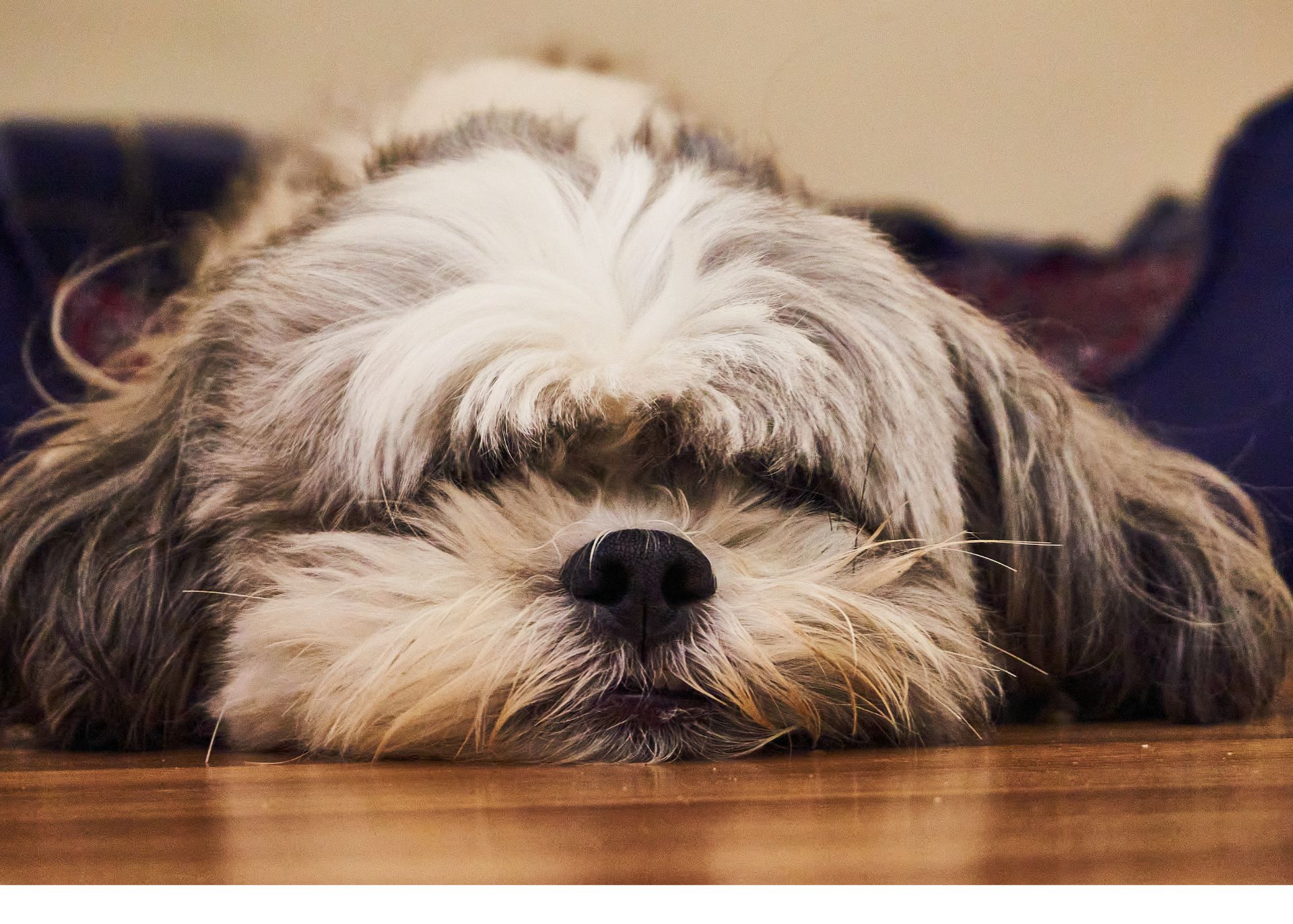 Havanese looking out of it for paragraph on signs of opiate overdose in dogs