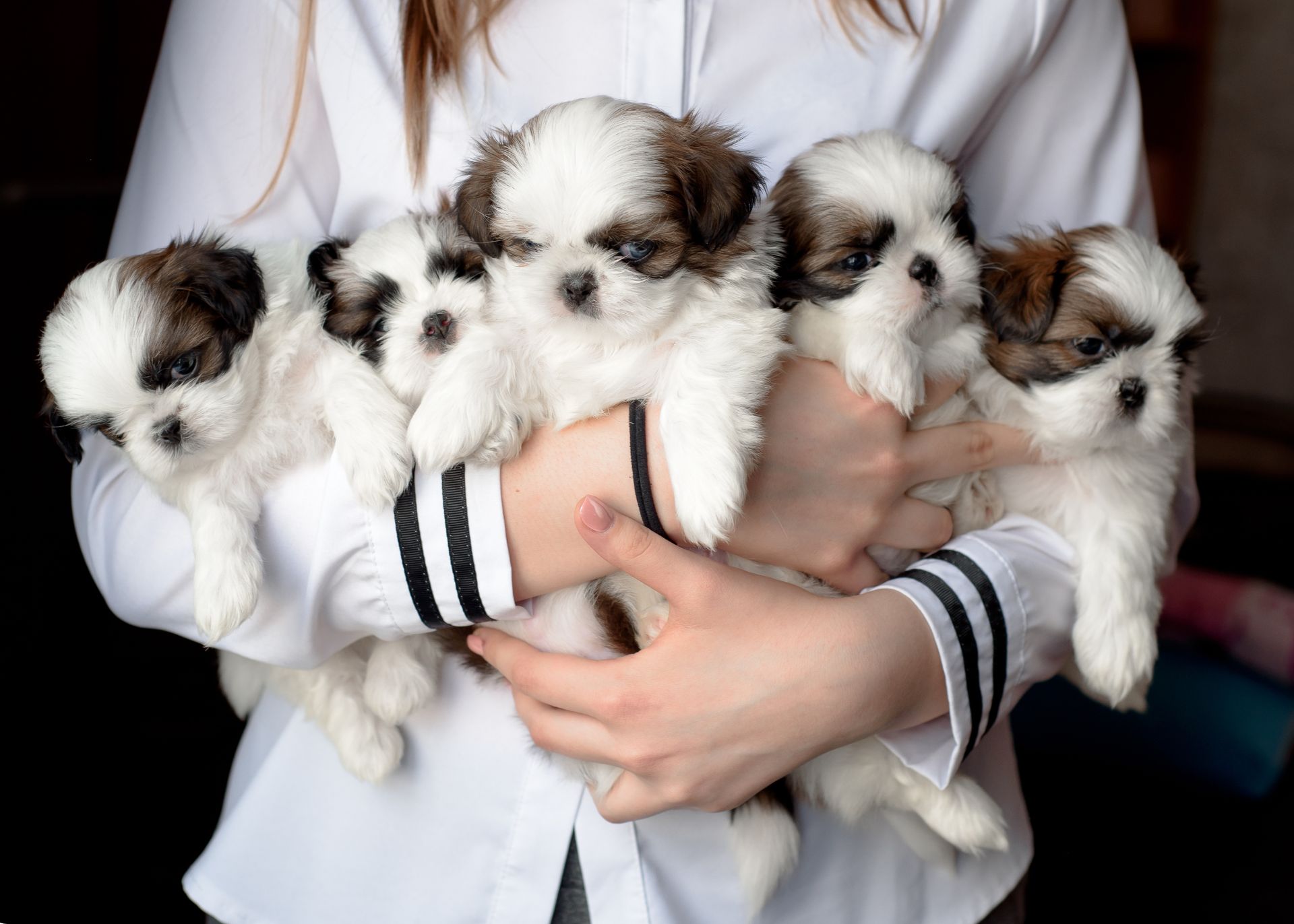 Torso of woman in white sweater with black trim at wrists holding five brown and white puppies.
