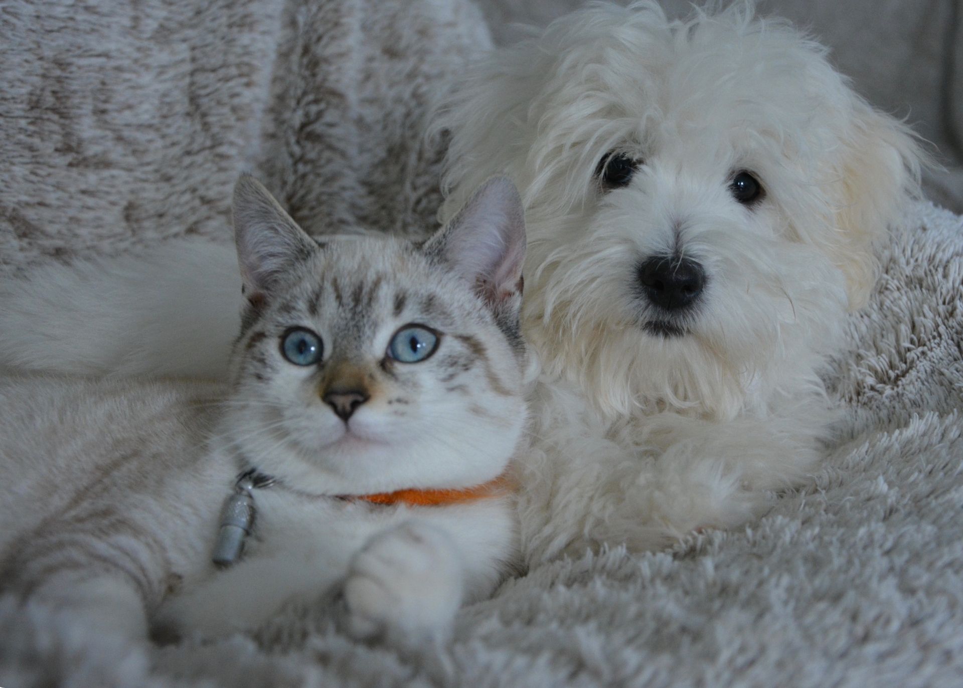 Cream and grey cat with green eyes cuddling with white small breed dog