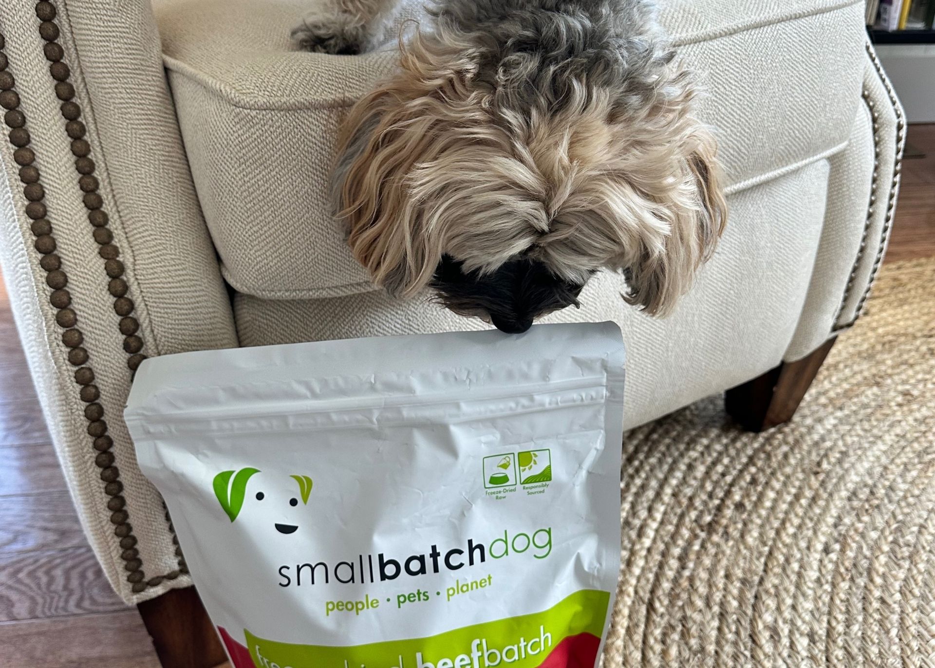 Havanese leaning down from upholstered chair to sniff bag of Small Batch Dog food