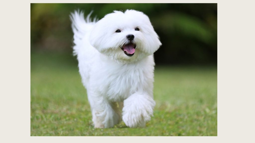 Happy white small dog trotting toward camera and smiling