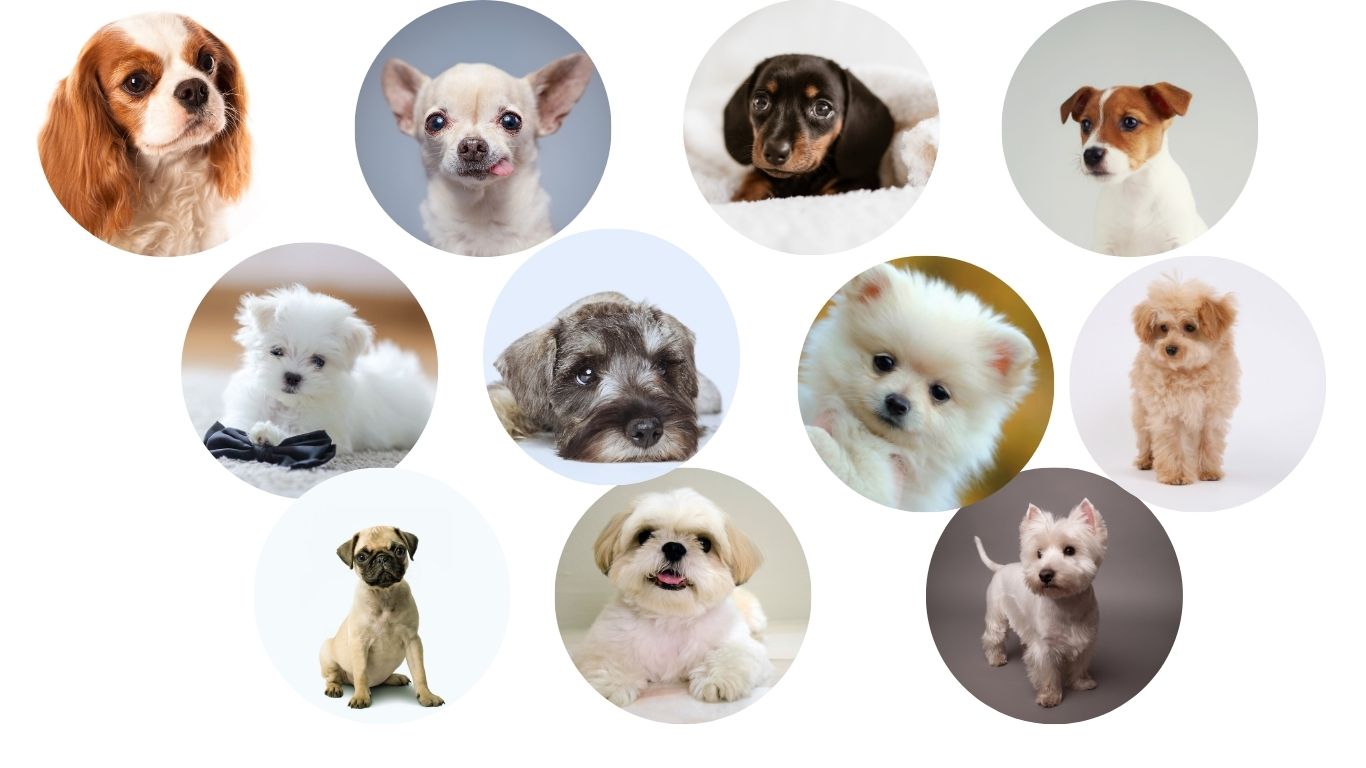 puppy photos of breeds listed in text who do not have increased cancer or joint disease risk based on early spay/neuter