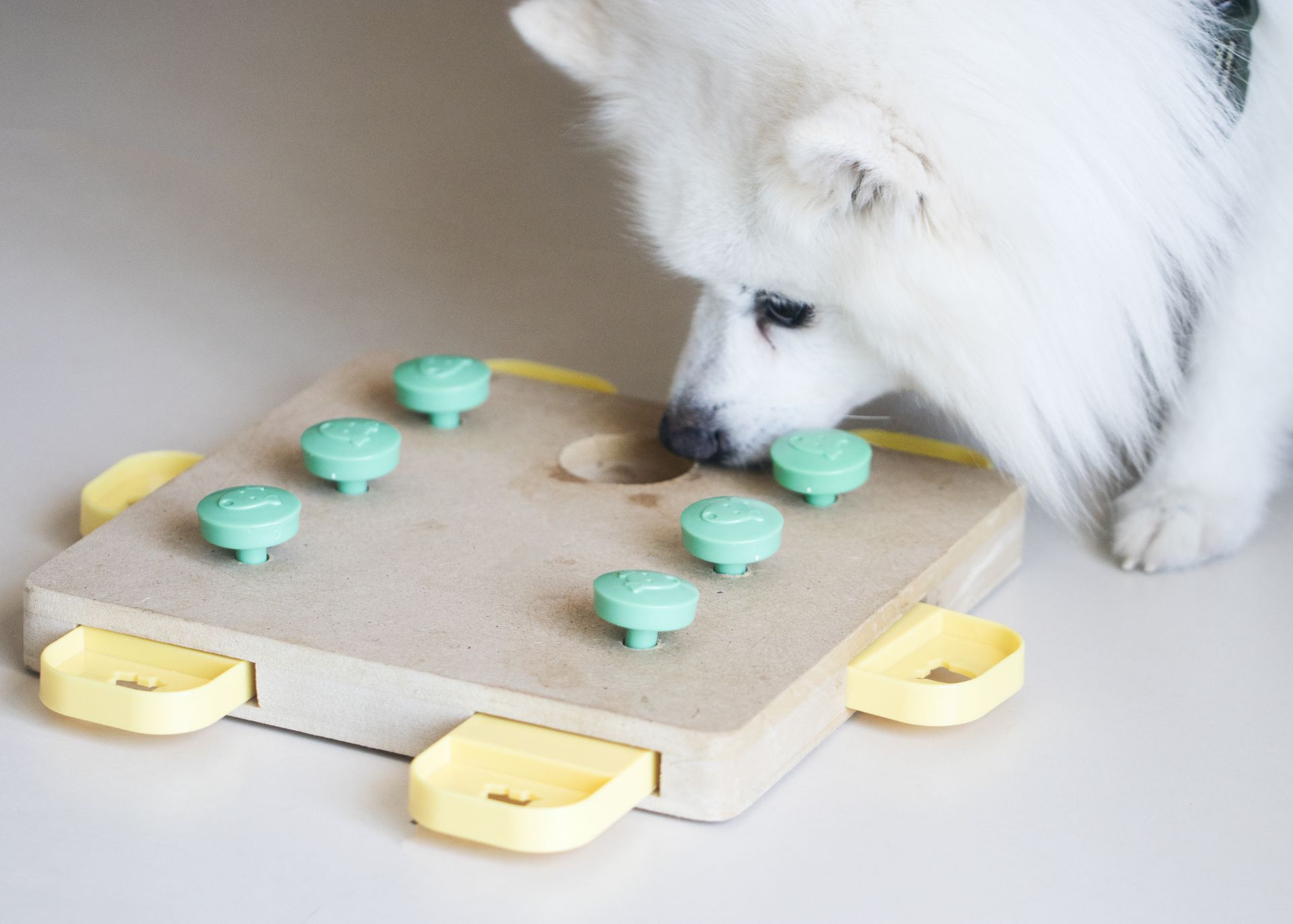 Older miniature white dog sniffing puzzle toy