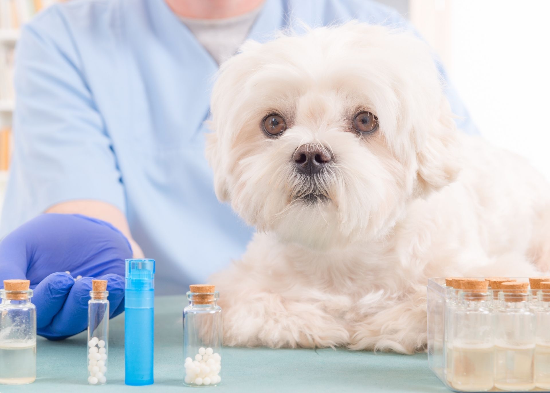 White small breed dog held by torso in blue t-shirt looking at several blue pill bottles