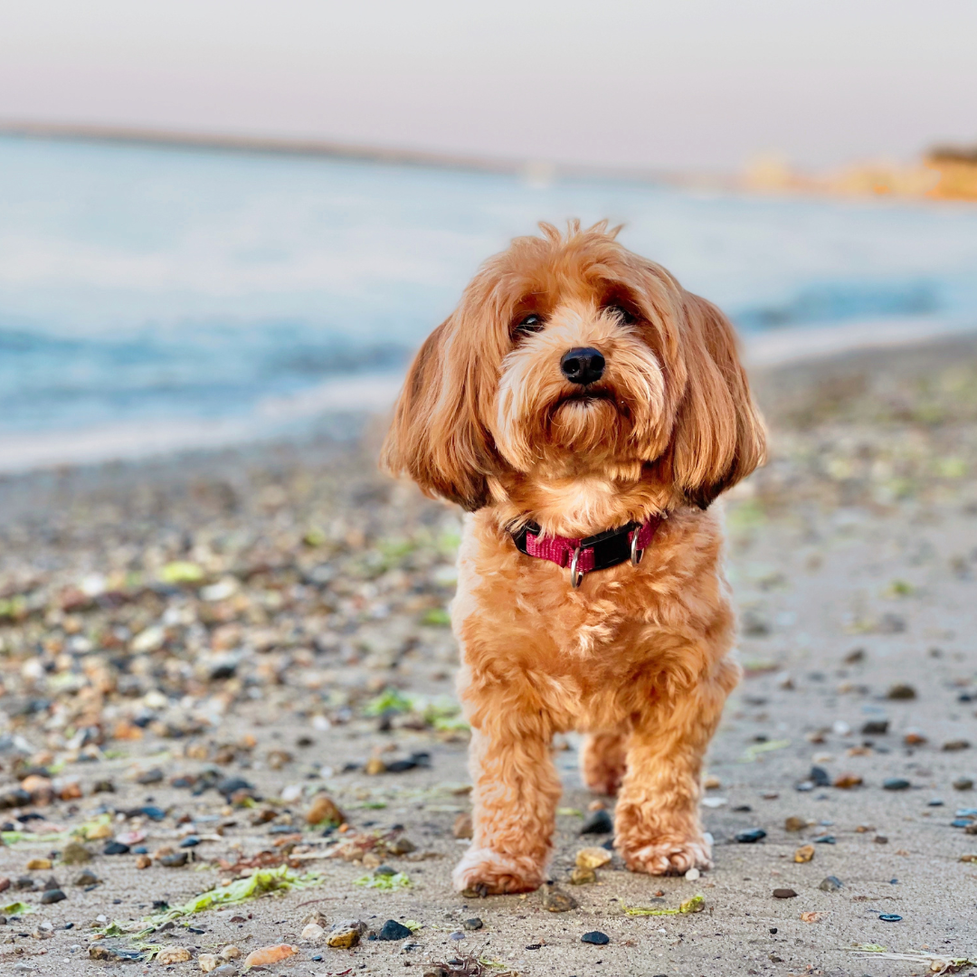 Small dog red havanese on beach