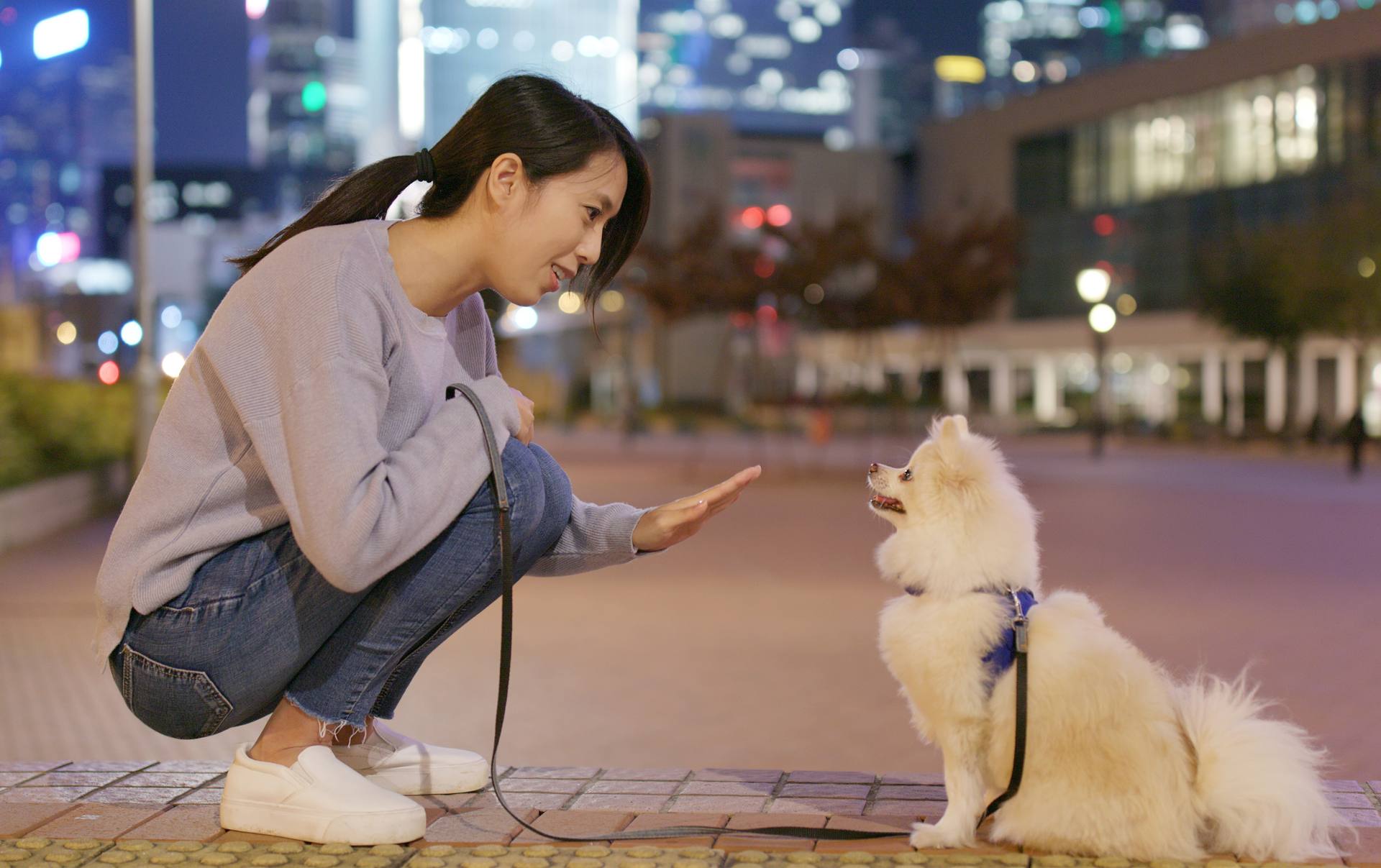 Woman kneeling and using "wait" hand signal for her small white dog on leash. City backdrop at night.