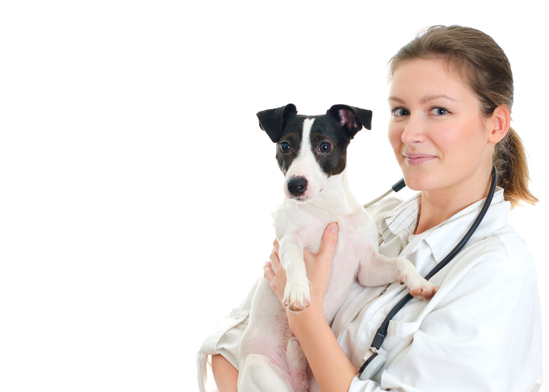 Picture of alert terrier dog in arms of smiling female veterinarian