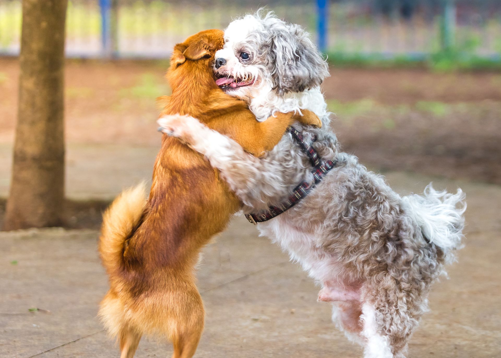 Small red dog and small, older grey and white dog on hind legs and hugging each other.