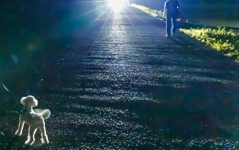 Man and off-leash small, white dog in road at night with oncoming headlight in distance