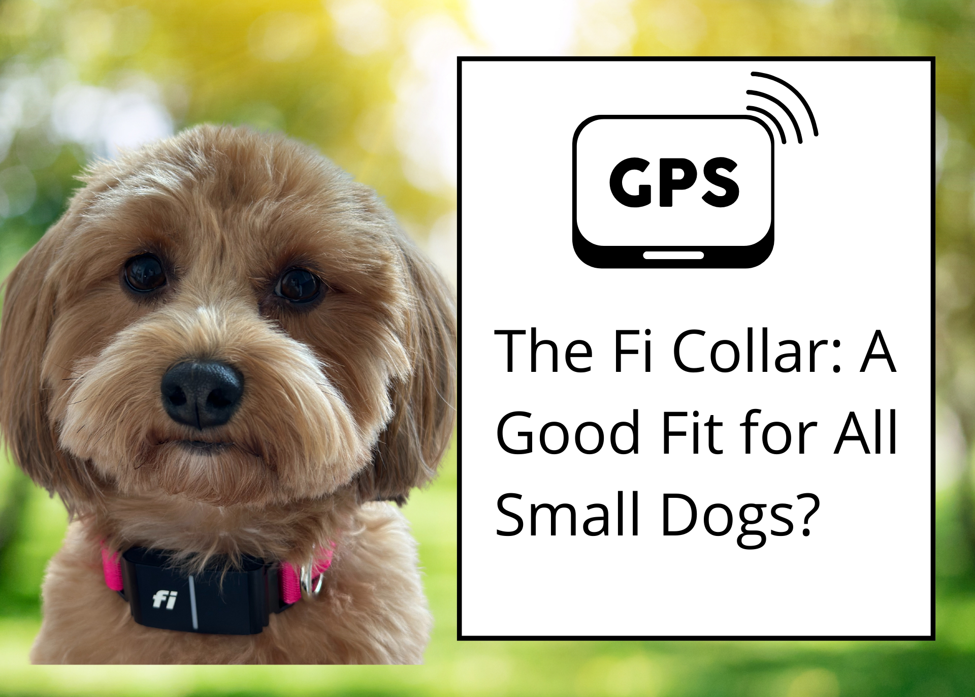 Red Havanese wearing Fi collar next to text asking whether the collar is a good fit for small dogs