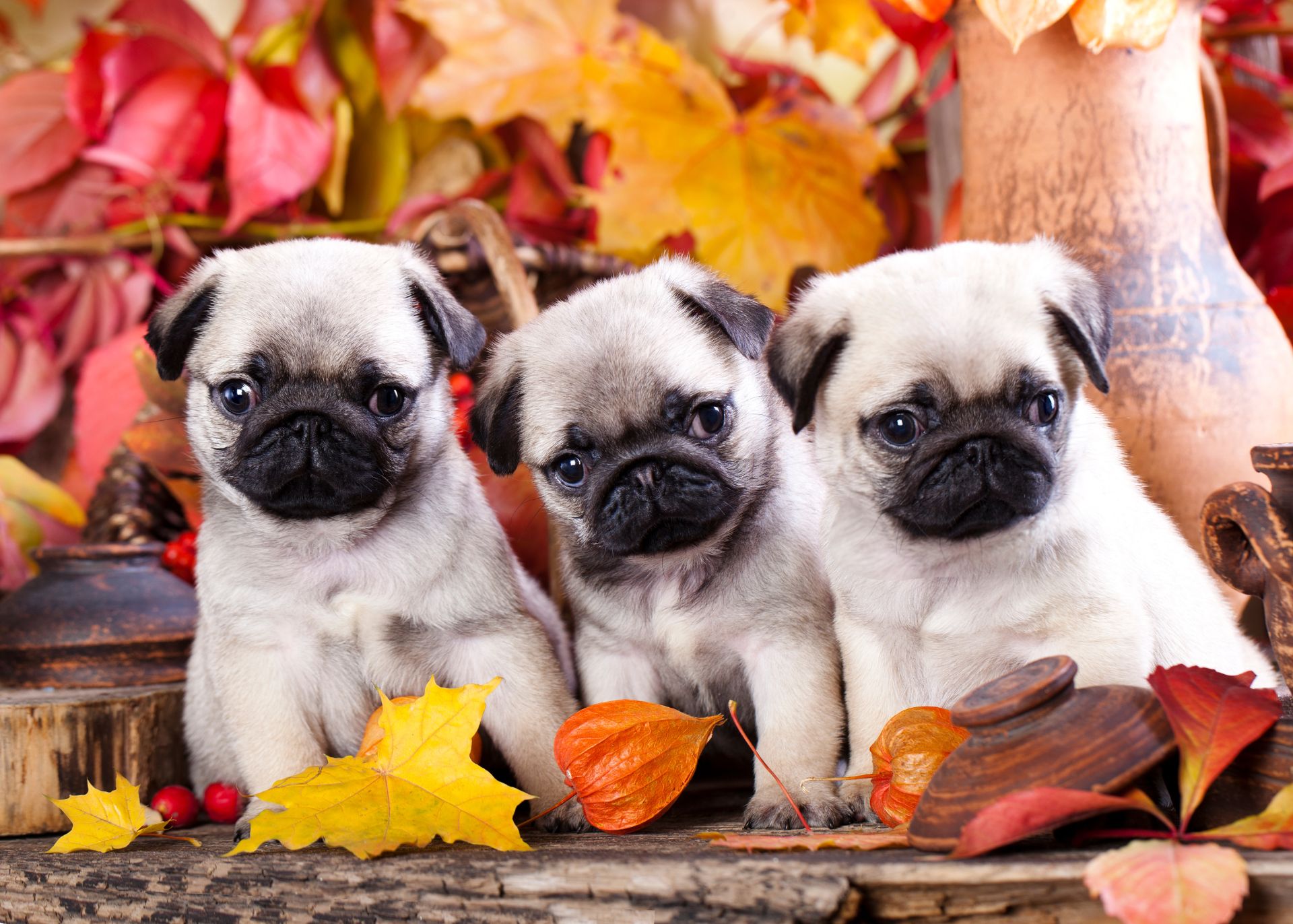 Three pug puppies in a setting with fall leaves in the background and foreground