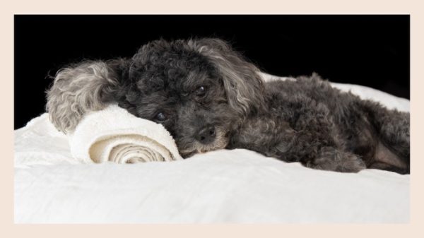 Black small dog with greying snout relaxing on fluffy white bed with spa pillow under her head