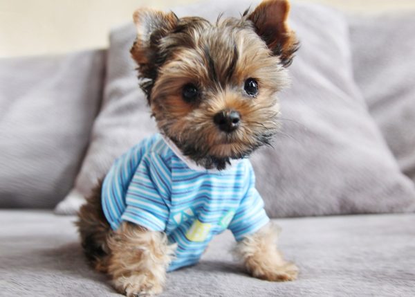 Yorkshire terrier puppy in blue striped shirt sitting on bed looking adorable.