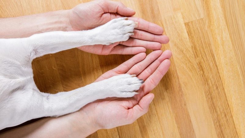 Open palm human hands cradling paws of small white dog