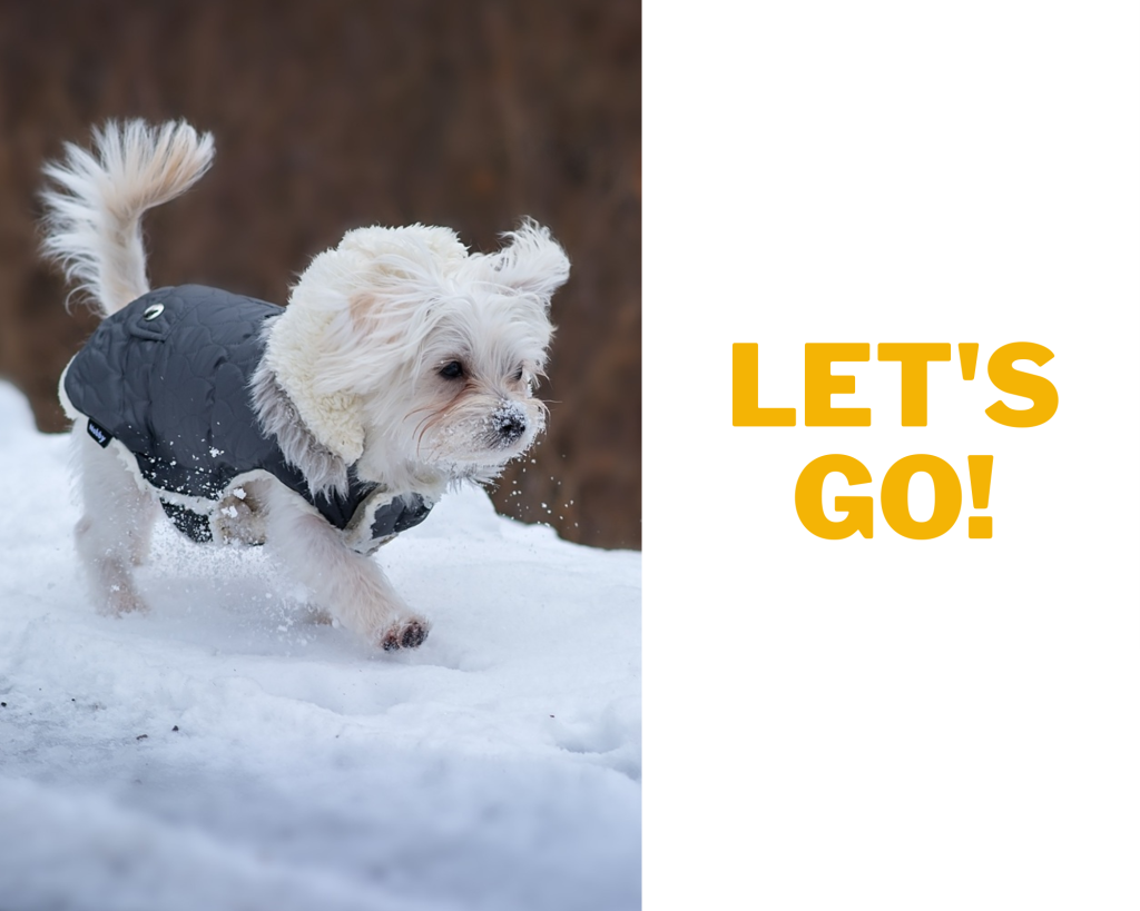 Small white dog in blue winter coat trotting happily on snow with "let's go" text in gold