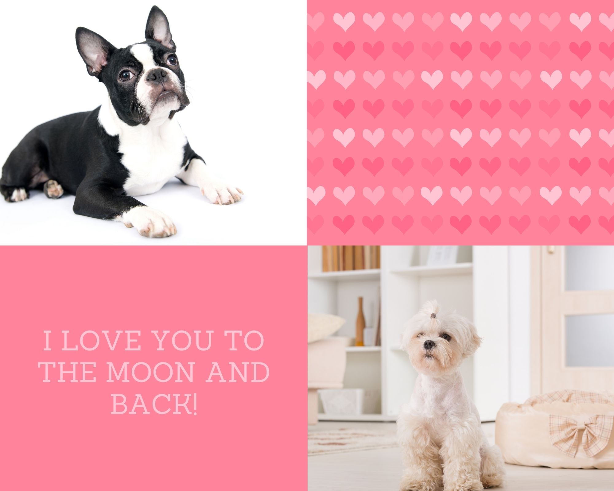 picture of boston terrier on white background and picture of maltese in white living room with "I love you to the moon and back" written on pink background.