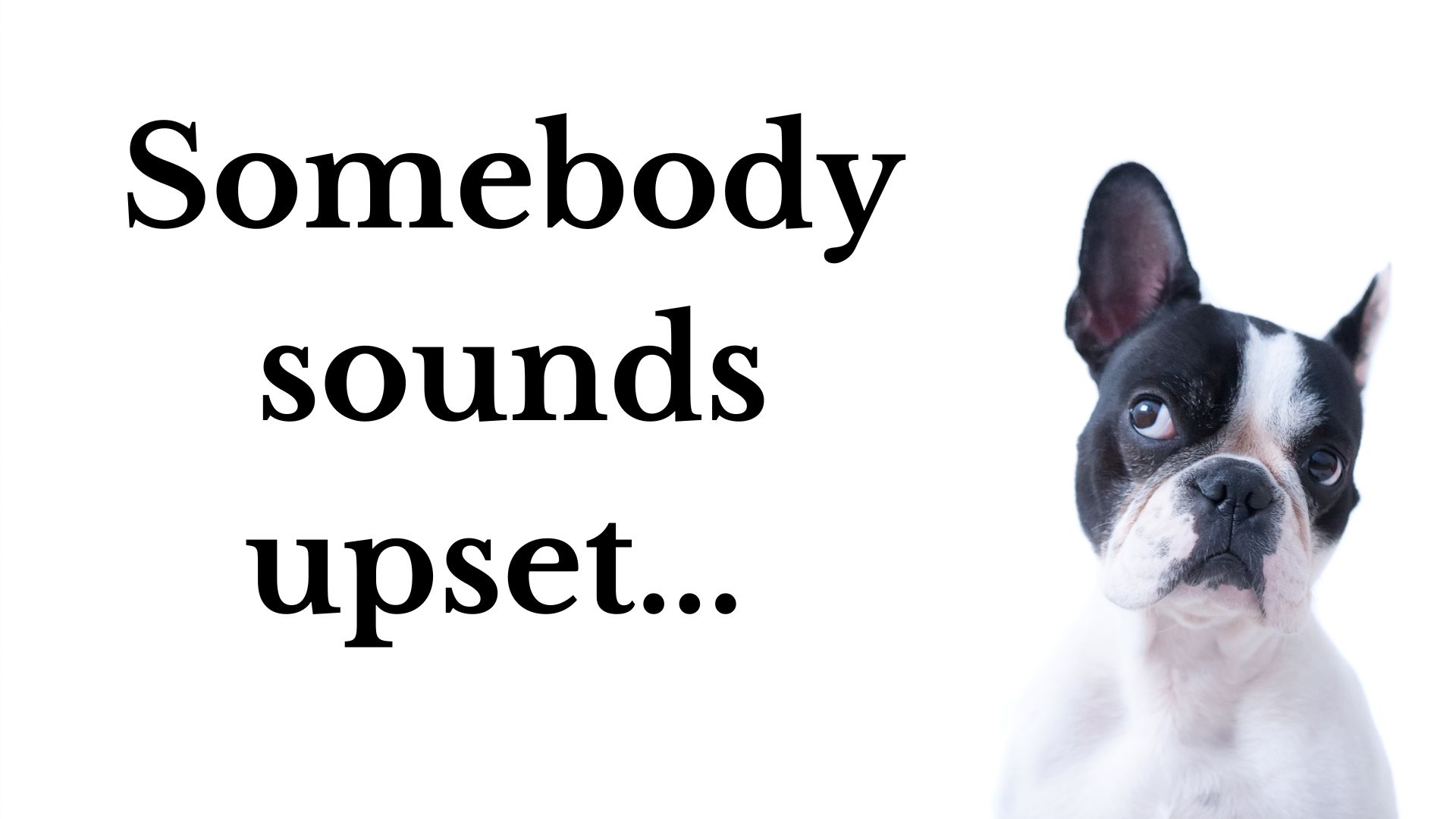 Boston Terrier listening and words "somebody sounds upset"