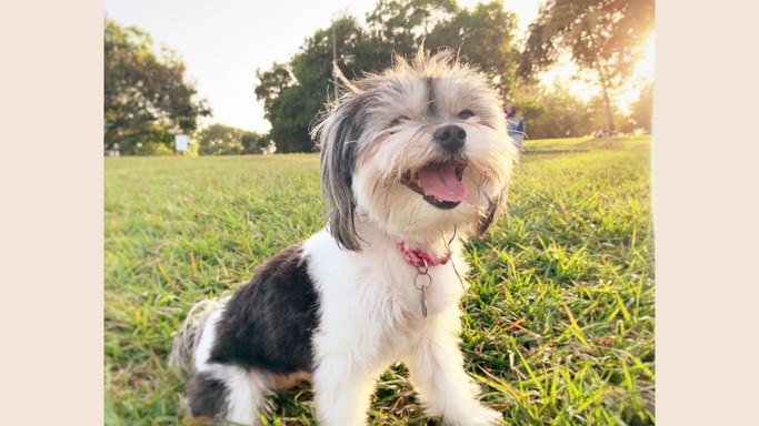 Smiling Havanese with tongue out sitting on grass in summer