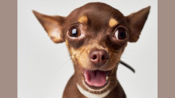 Chihuahua with markings of doberman making goofy face