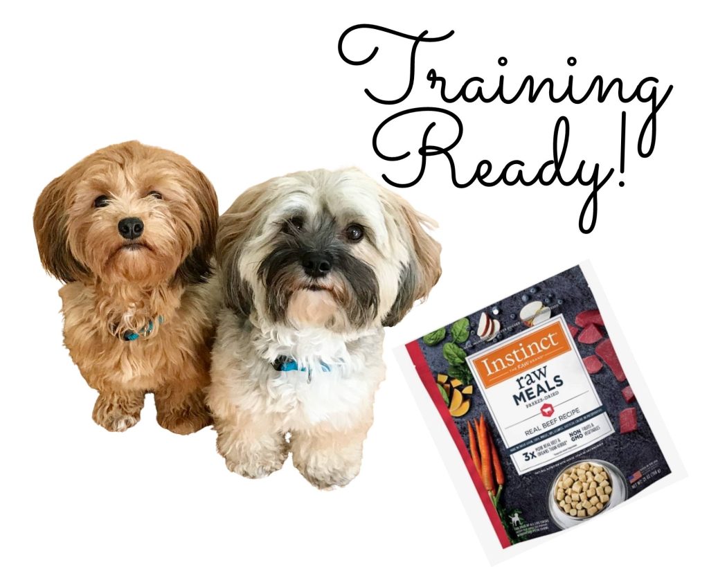 Two Havanese looking eagerly with bag of Instinct Freeze Dried Raw next to them
