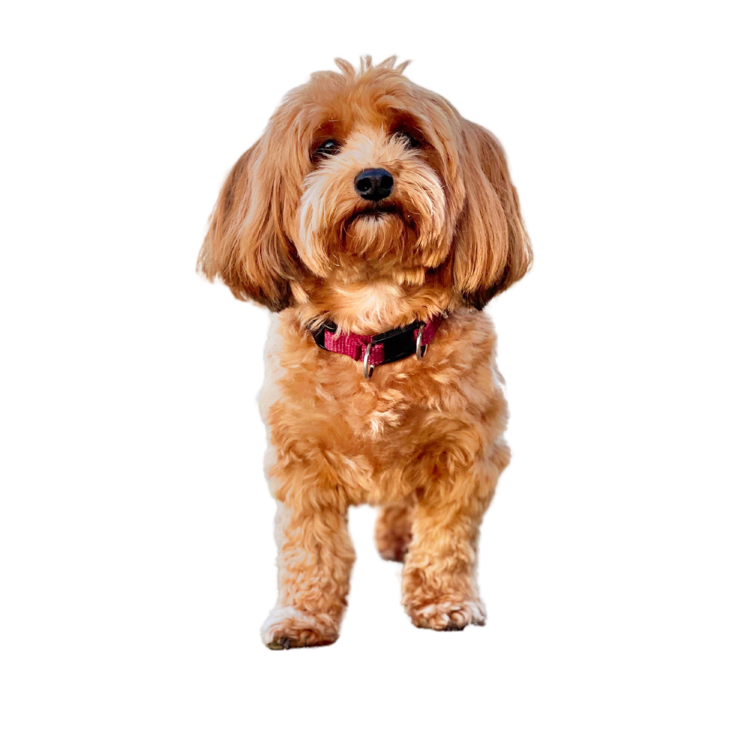 Red Havanese looking up and walking forward on white background