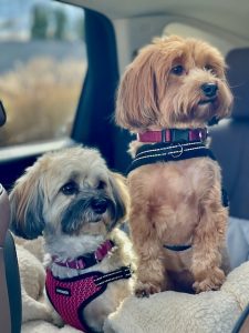 Red havanese and multi havanese sitting in car booster seat and looking out window