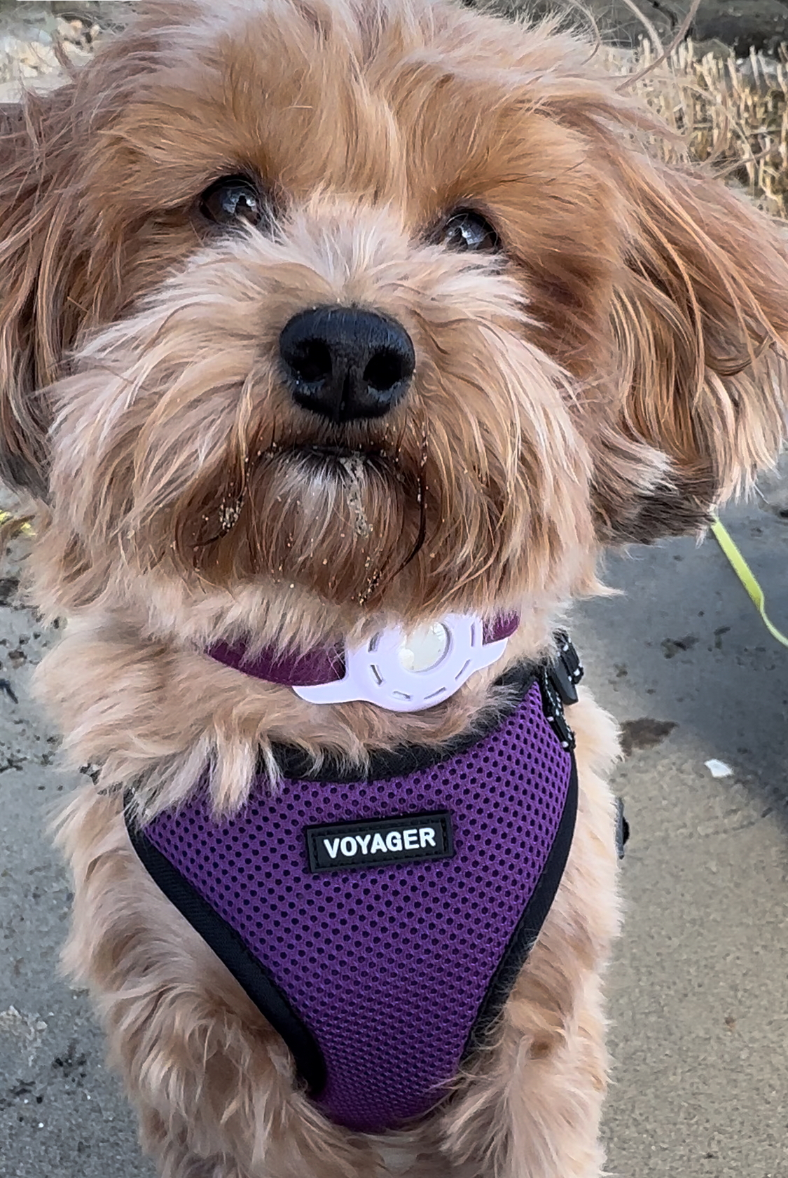 Red Havanese on beach with sandy snout and coordinated purple harness and collar