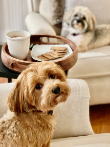 Red havanese looking at camera over shoulder with tray holding hot chocolate mug and graham crackers with dog treats.