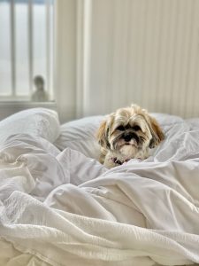 Silver, gold, and black Havanese with rumpled face sitting in middle of white laundry pile