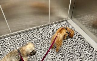 Two havanese in elevator waiting for door to open